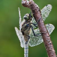 Black Tailed Skimmer 3 